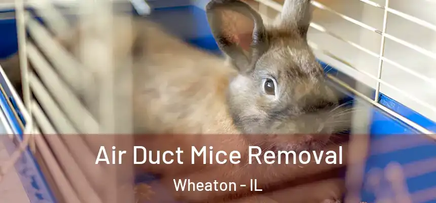  Air Duct Mice Removal Wheaton - IL